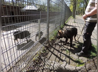 DSH Junghund Langstockhaar