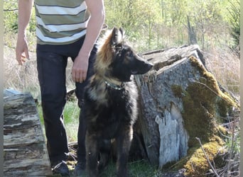 DSH Junghund Langstockhaar