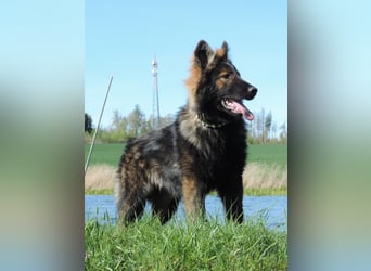 DSH Junghund Langstockhaar