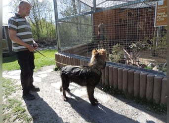 DSH Junghund Langstockhaar