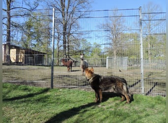 DSH Junghund Langstockhaar