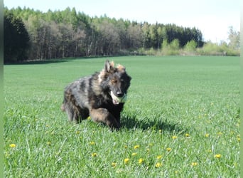 DSH Junghund Langstockhaar