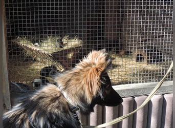 DSH Junghund Langstockhaar