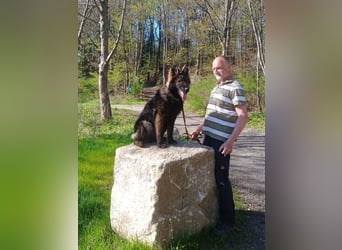 DSH Junghund Langstockhaar