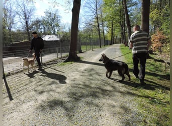 DSH Junghund Langstockhaar