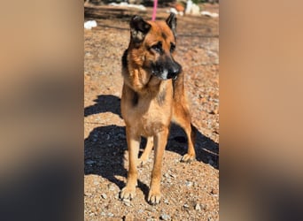 freundliche, ältere Schäferhündin