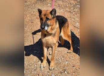 freundliche, ältere Schäferhündin