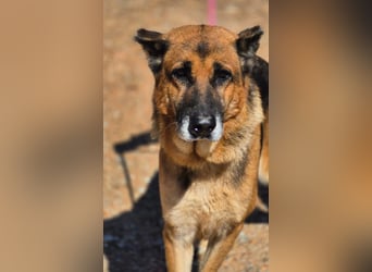 freundliche, ältere Schäferhündin