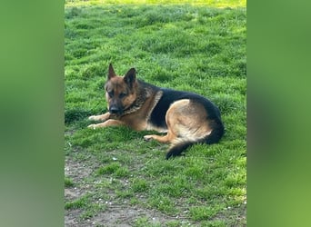Rambo sucht sein Zuhause