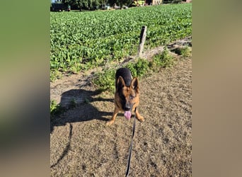 Rambo sucht sein Zuhause