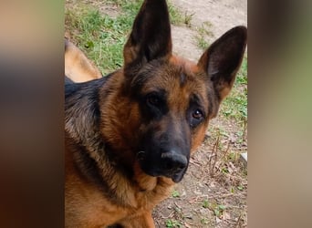 Rambo sucht sein Zuhause
