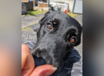 Dasko von der Magie - Deutscher Schäferhund