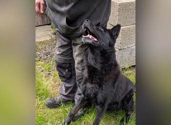 Dasko von der Magie - Deutscher Schäferhund