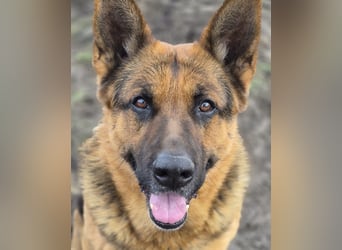 Rambo sucht sein Zuhause