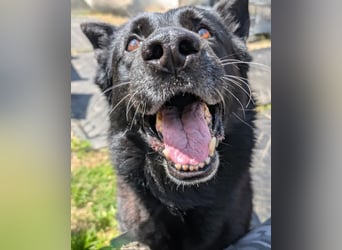 Dasko von der Magie - Deutscher Schäferhund