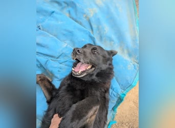 Dasko von der Magie - Deutscher Schäferhund
