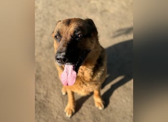 Rambo sucht sein Zuhause