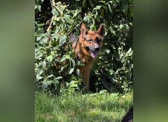 Rambo sucht sein Zuhause