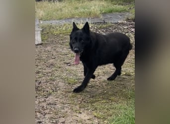 Dasko von der Magie - Deutscher Schäferhund