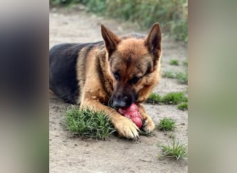 Rambo sucht sein Zuhause