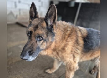 Schäferhund 790307 sucht seine Menschen