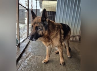 Schäferhund 790307 sucht seine Menschen