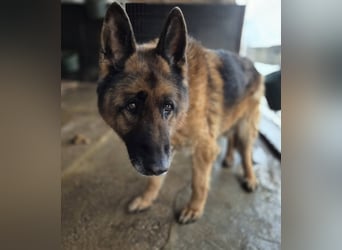 Schäferhund 790307 sucht seine Menschen