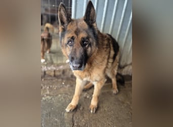 Schäferhund 790307 sucht seine Menschen