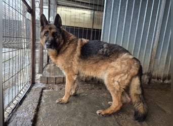 Schäferhund 790307 sucht seine Menschen