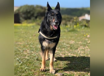 Luna - wunderschöne Schäferhündin, die immer gefallen will - Tierhilfe Franken e.V.