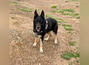 Luna - wunderschöne Schäferhündin, die immer gefallen will - Tierhilfe Franken e.V.