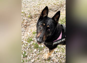 Luna - wunderschöne Schäferhündin, die immer gefallen will - Tierhilfe Franken e.V.