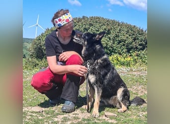 Luna - wunderschöne Schäferhündin, die immer gefallen will - Tierhilfe Franken e.V.