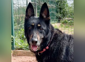 Luna - wunderschöne Schäferhündin, die immer gefallen will - Tierhilfe Franken e.V.