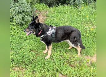 Luna - wunderschöne Schäferhündin, die immer gefallen will - Tierhilfe Franken e.V.