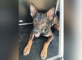 Deutscher Schäferhund sucht neues zu Hause für immer