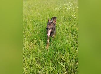 Deutscher Schäferhund sucht neues zu Hause für immer