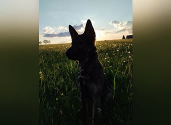 Deutscher Schäferhund sucht neues zu Hause für immer