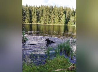 Deutscher Schäferhund sucht neues zu Hause für immer