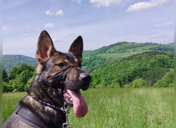Deutscher Schäferhund sucht neues zu Hause für immer