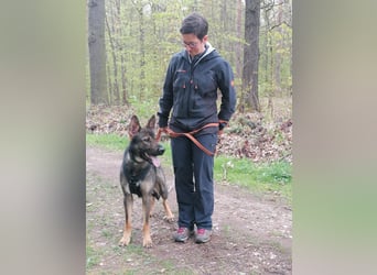 Deutscher Schäferhund sucht neues zu Hause für immer