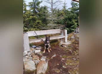 Deutscher Schäferhund sucht neues zu Hause für immer