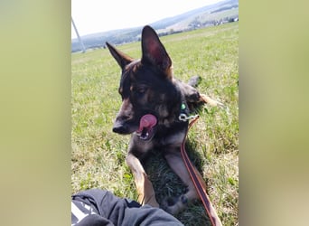 Deutscher Schäferhund sucht neues zu Hause für immer