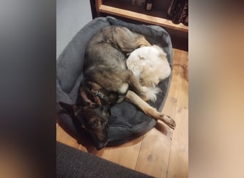 Deutscher Schäferhund sucht neues zu Hause für immer