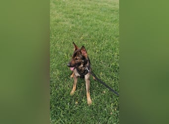 Deutscher Schäferhund sucht neues zu Hause für immer
