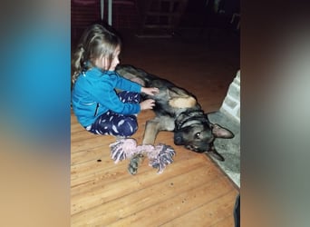 Deutscher Schäferhund sucht neues zu Hause für immer