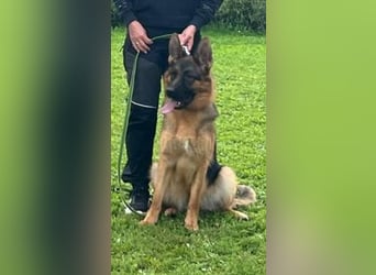 12 Monate alte Schäferhundhündin