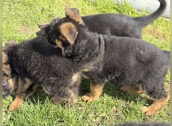 Schåferhundwelpen