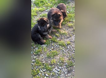 12 Monate alte Schäferhundhündin