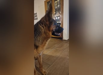 12 Monate alte Schäferhundhündin